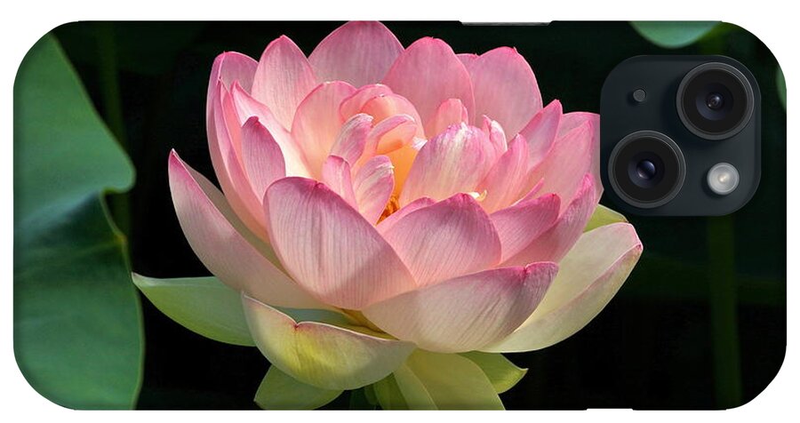 Fresh Bloom Lotus Flower iPhone Case featuring the photograph Fresh Lotus Bloom by Byron Varvarigos
