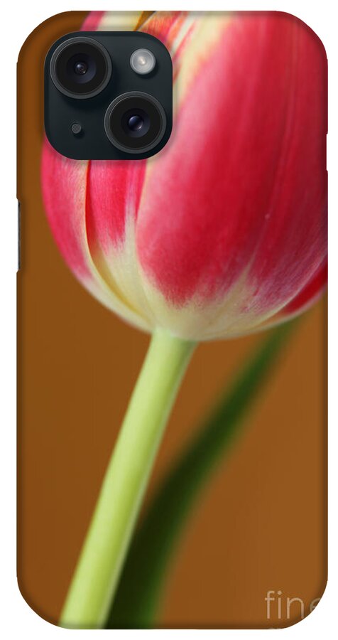 Tulips iPhone Case featuring the photograph Fresh Tulip by Eden Baed