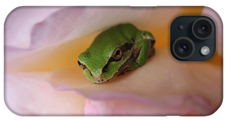 Chorus Frog iPhone Case featuring the photograph Frog and Rose photo 2 by Cheryl Hoyle
