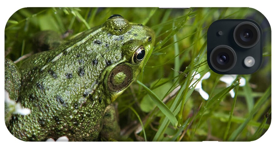 Frog iPhone Case featuring the photograph Frog On Water's Edge by Christina Rollo