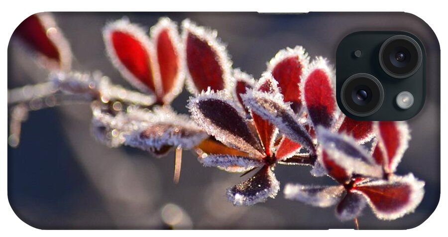 Frosted Red iPhone Case featuring the photograph Frosted Red by Maria Urso