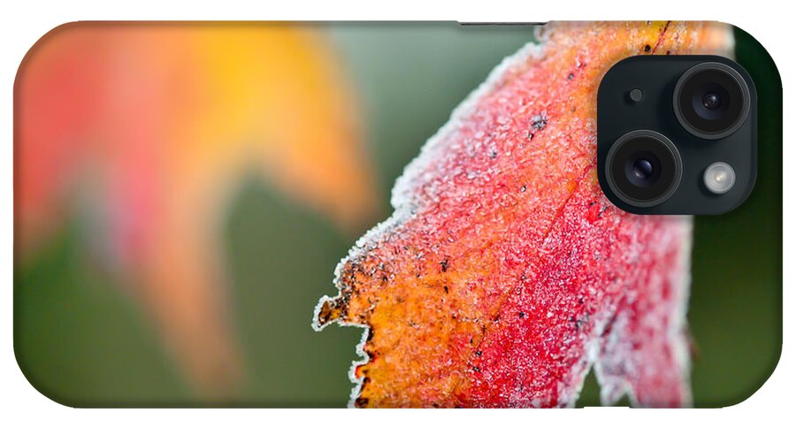 Frosty Leaf iPhone Case featuring the photograph Frosty Leaf by Kerri Farley