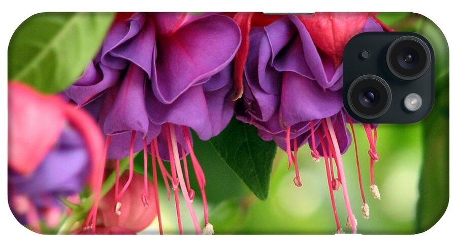 Flower iPhone Case featuring the photograph Fuchsias by Chris Anderson