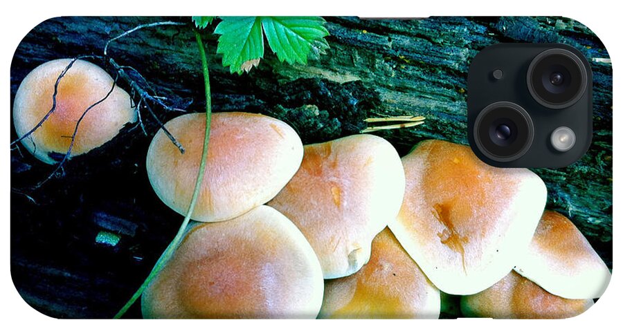 Fungi iPhone Case featuring the photograph Fungi growing on tree log by Matthias Hauser