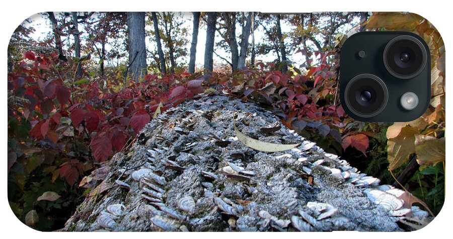 Fungus iPhone Case featuring the photograph Fungi Tree by Kimberly Mackowski