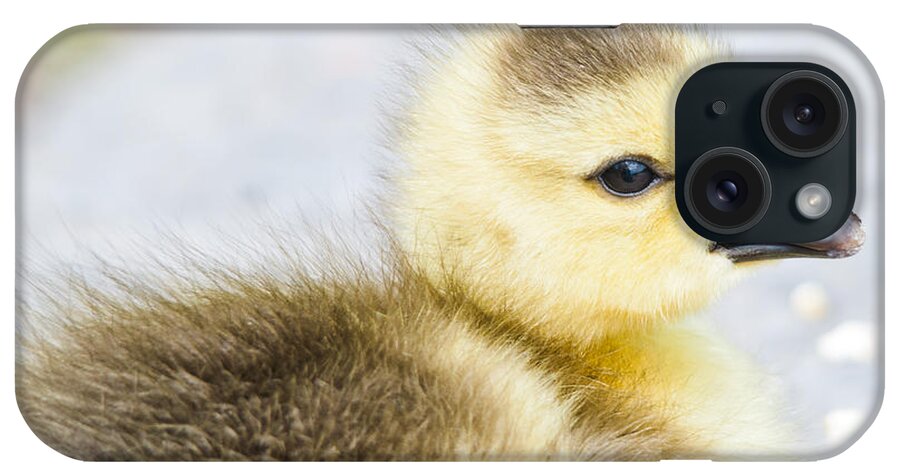 Gosling iPhone Case featuring the photograph Fuzzy Cuteness by Cheryl Baxter