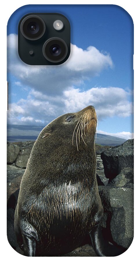 Feb0514 iPhone Case featuring the photograph Galapagos Fur Seal Bull Fernandina by Tui De Roy