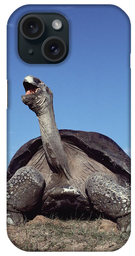 Feb0514 iPhone Case featuring the photograph Galapagos Giant Tortoise Yawning Alcedo by Tui De Roy