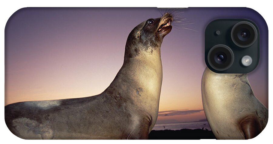 Feb0514 iPhone Case featuring the photograph Galapagos Sea Lion Bulls Sparring by Tui De Roy