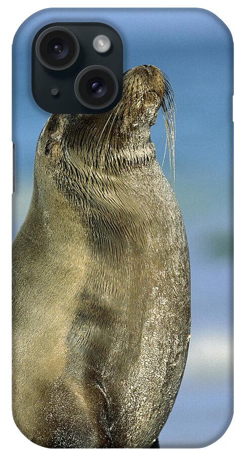 Feb0514 iPhone Case featuring the photograph Galapagos Sea Lion Coral Beach by Tui De Roy