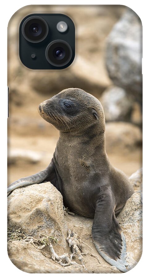 Tui De Roy iPhone Case featuring the photograph Galapagos Sea Lion Pup Champion Islet by Tui De Roy