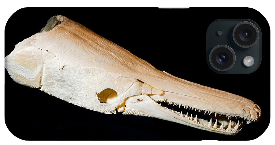 Anatomy iPhone Case featuring the photograph Gar Fish Skull by Millard H. Sharp