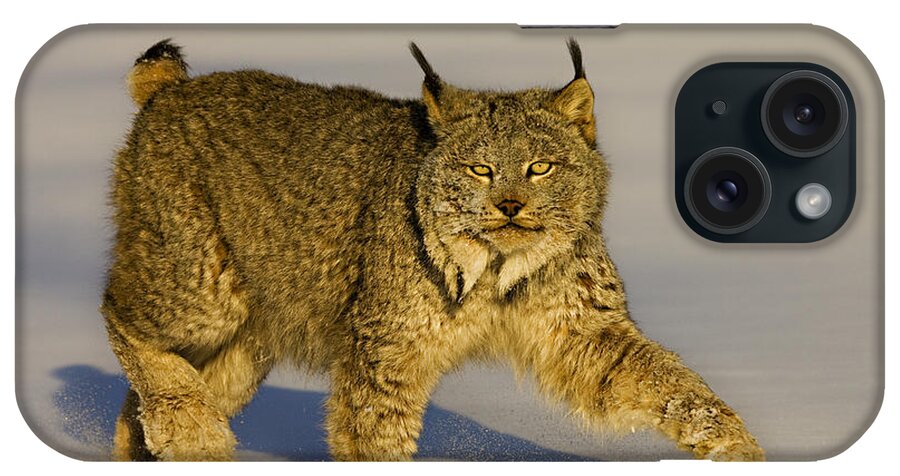 Lynx iPhone Case featuring the photograph Gaze by Jack Milchanowski