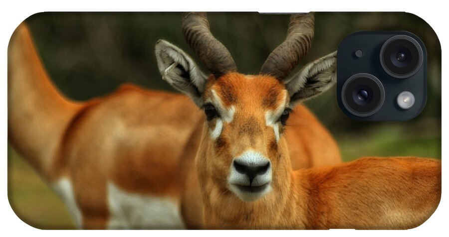 Gazelle iPhone Case featuring the photograph Gazelle by Doc Braham