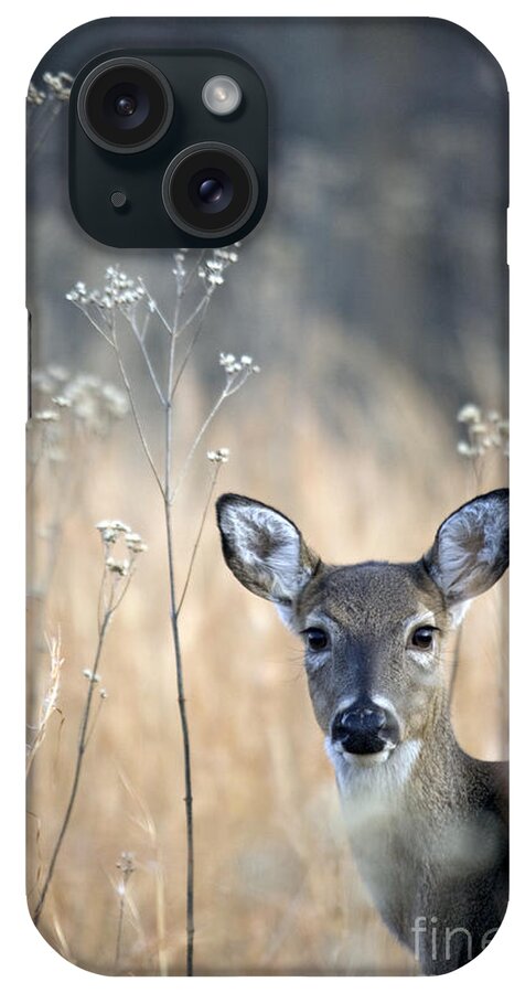 White Tail Deer iPhone Case featuring the photograph Gazing Doe by John Harmon