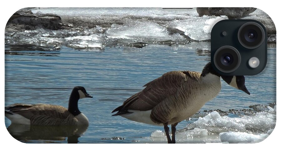Animals iPhone Case featuring the photograph Geese and Cold Feet by Kristen Fox