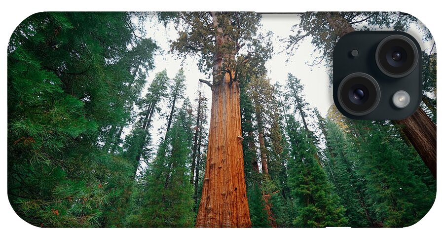 Tree iPhone Case featuring the photograph General Sherman Tree by Songquan Deng