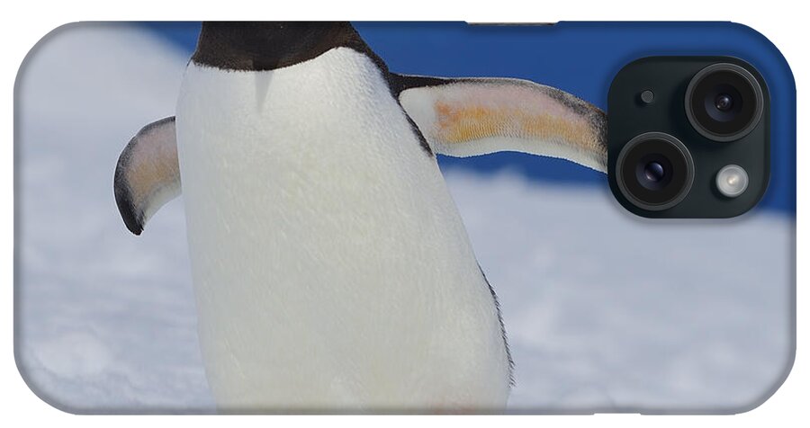 Gentoo Penguin iPhone Case featuring the photograph Gentoo Waddle by Tony Beck