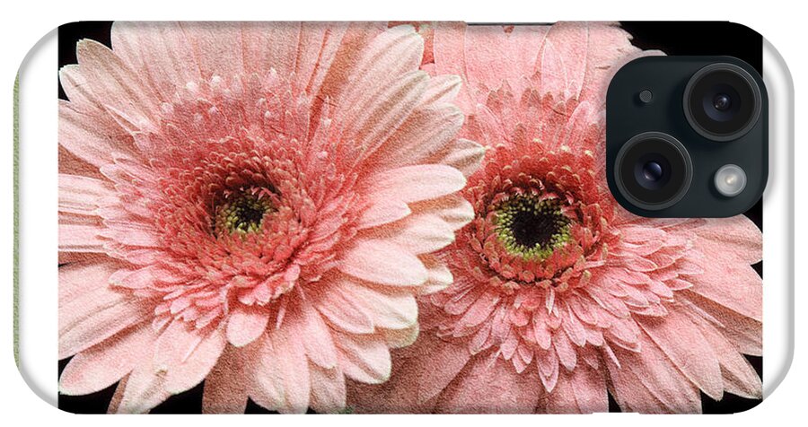Gerber iPhone Case featuring the photograph Gerber Daisy 4 by Andee Design