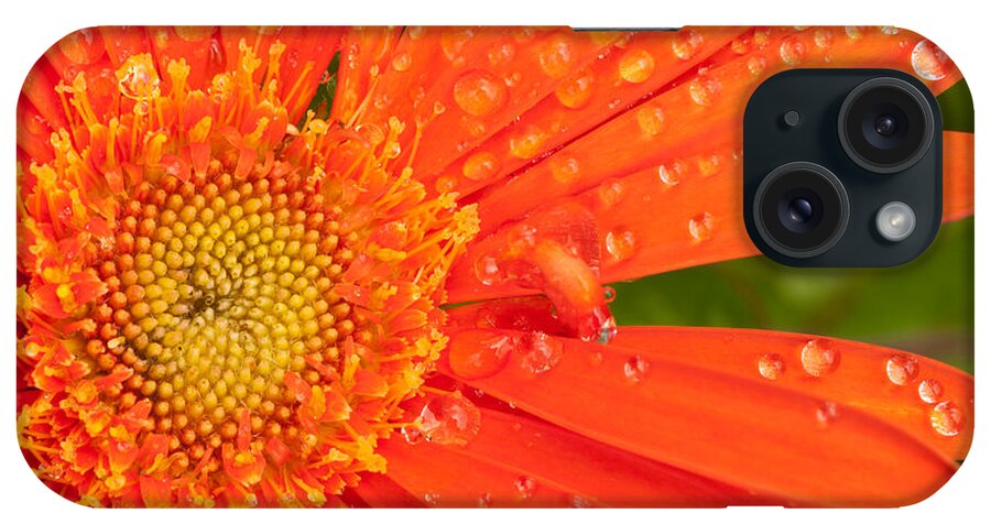 Gerber Daisy iPhone Case featuring the photograph Gerber Daisy by John Magyar Photography
