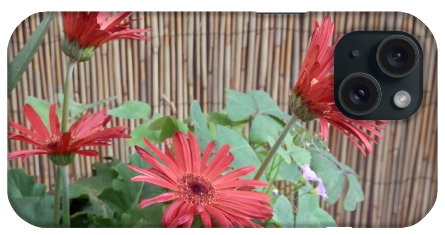 A Pot Of Red Geberas In Bloom. iPhone Case featuring the photograph Gerbera Glory by Belinda Lee