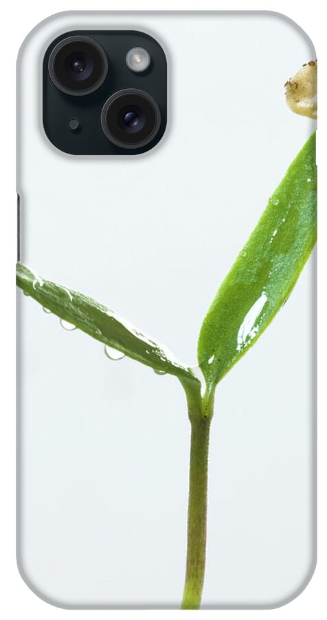 Bell Pepper iPhone Case featuring the photograph Germinating Bell Pepper Seedling by Gustoimages/science Photo Library