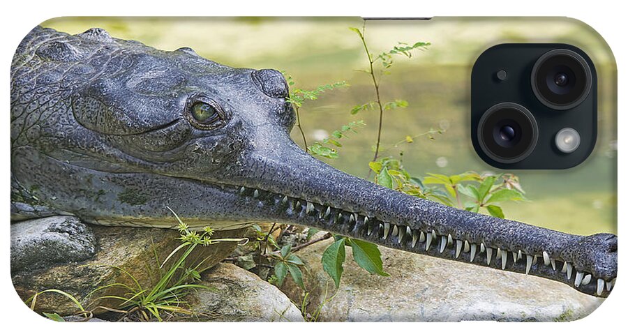 Wildlife iPhone Case featuring the photograph Gharial by Kenneth Albin