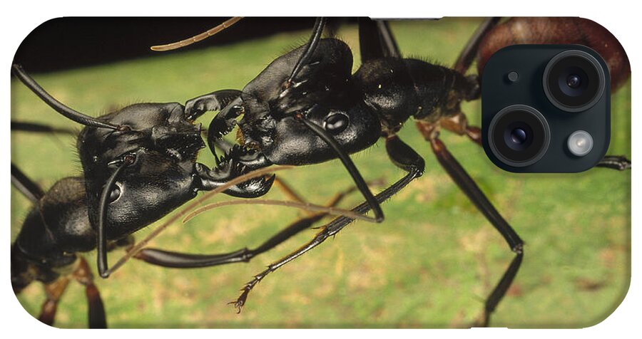 Feb0514 iPhone Case featuring the photograph Giant Forest Ant Pair Fighting In Borneo by Mark Moffett