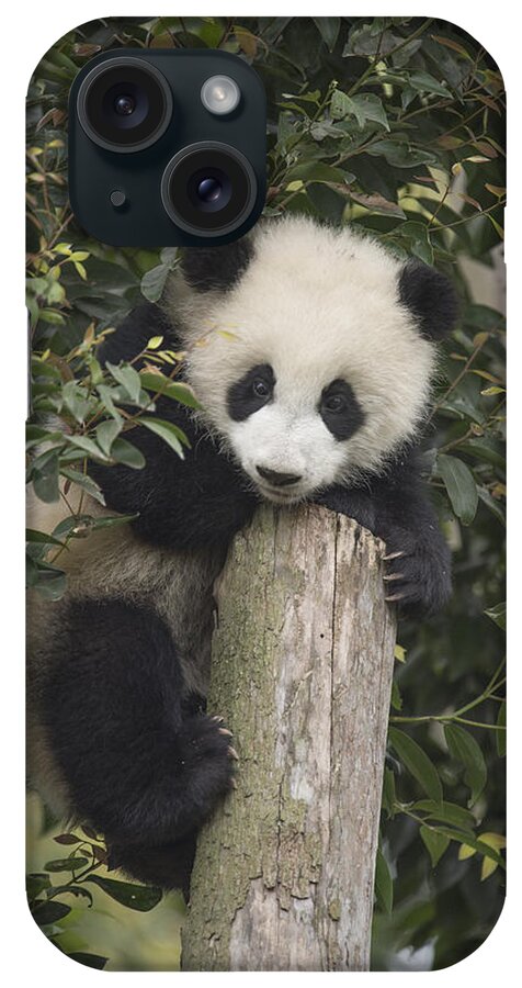 Katherine Feng iPhone Case featuring the photograph Giant Panda Cub Chengdu Sichuan China by Katherine Feng