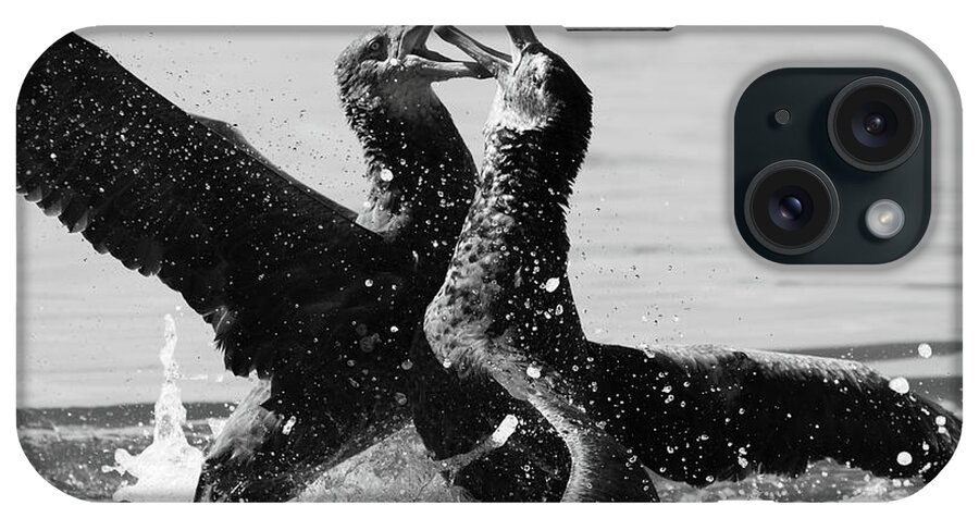 Behavior iPhone Case featuring the photograph Giant Petrels Fighting by Max Allen