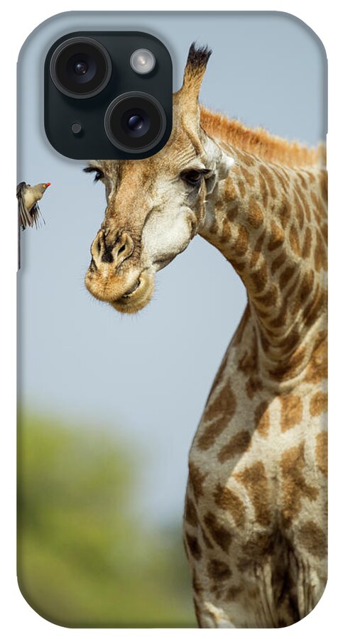 Botswana iPhone Case featuring the photograph Giraffe And Red-billed Oxpecker by Paul Souders