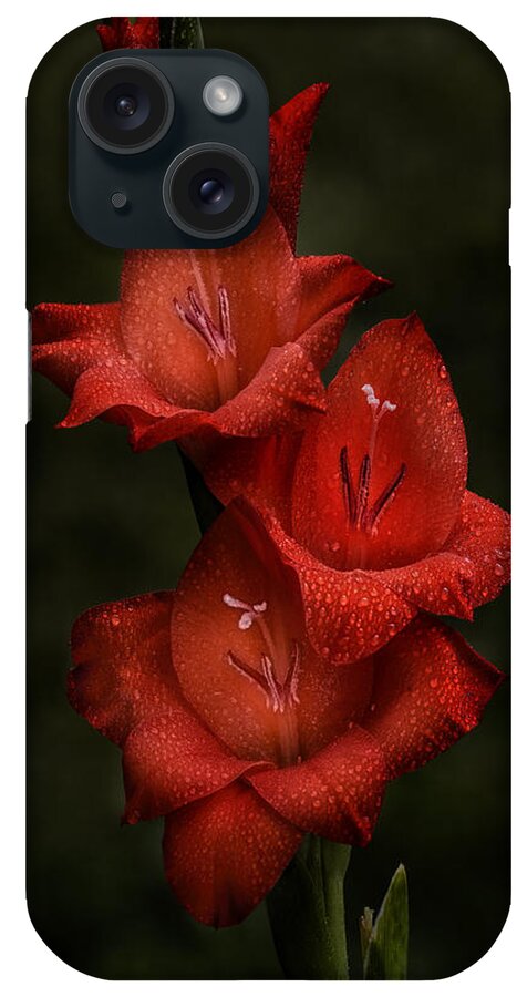 Gladiolus iPhone Case featuring the photograph Gladiolus II Trio by Richard Macquade