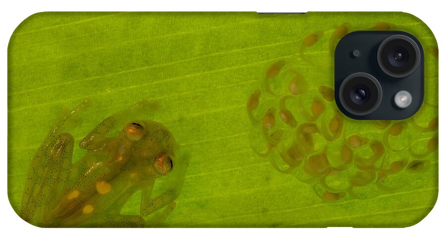 Feb0514 iPhone Case featuring the photograph Glass Frog With Egg-clutch And Tadpoles by Pete Oxford