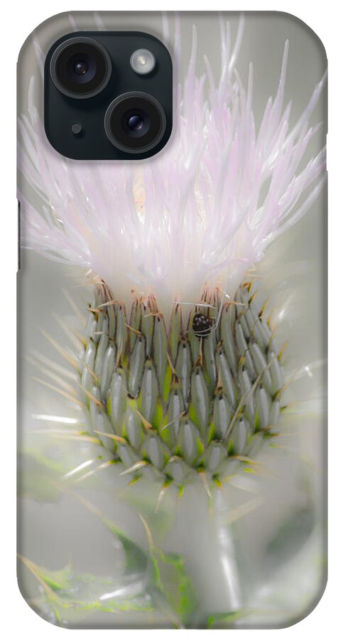 Glimmering Thistle iPhone Case featuring the photograph Glimmering Thistle by Debra Martz