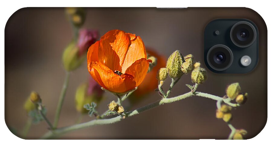 Wildflowers iPhone Case featuring the photograph Globemallow by Nikolyn McDonald