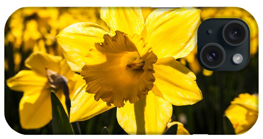 Washington iPhone Case featuring the photograph Glowing Daffodil by Judy Wright Lott