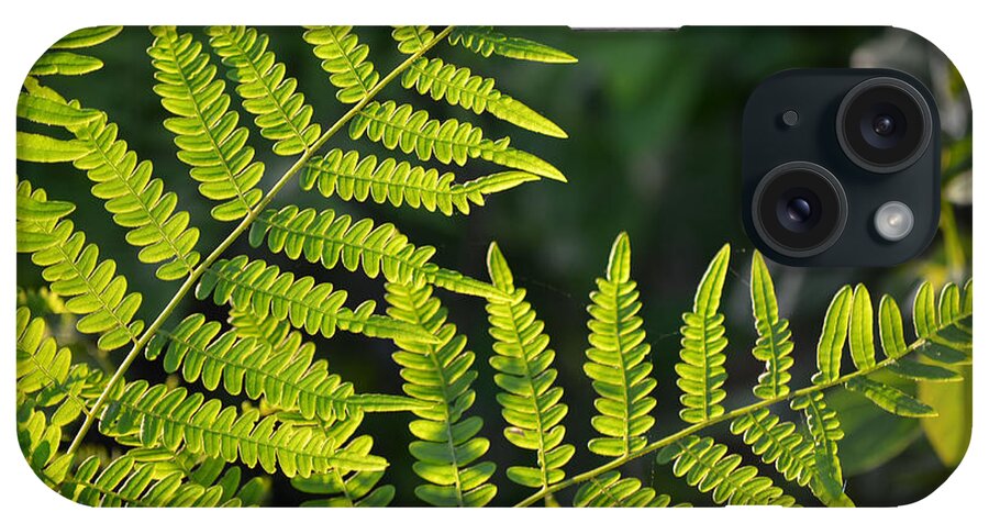 Fern iPhone Case featuring the photograph Glowing Fern by Beth Venner