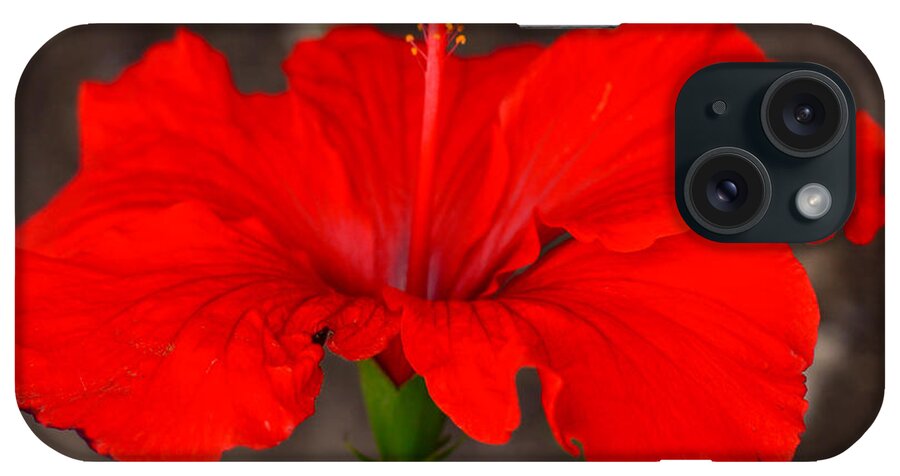 Glowing iPhone Case featuring the photograph Glowing Red Hibiscus by Debra Martz