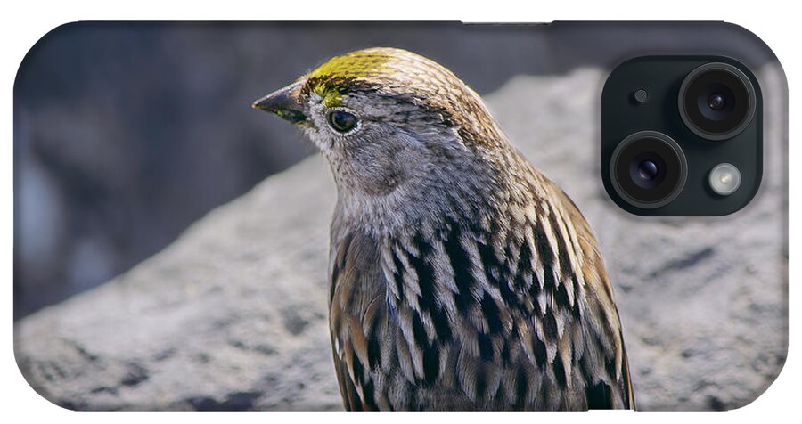Sparrow iPhone Case featuring the photograph Golden Crown by Jon Exley