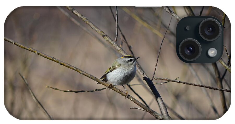 Wildlife iPhone Case featuring the photograph Golden-crowned Kinglet by James Petersen