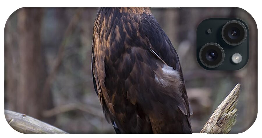 Class Room Posters iPhone Case featuring the digital art Golden Eagle by Flees Photos