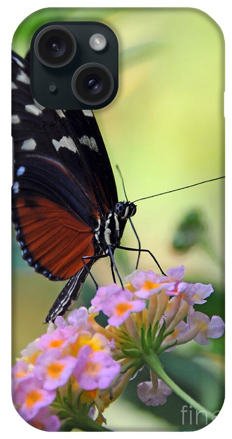 Golden Helicon iPhone Case featuring the photograph Golden Helicon Butterfly - Say What by Sarah Schroder