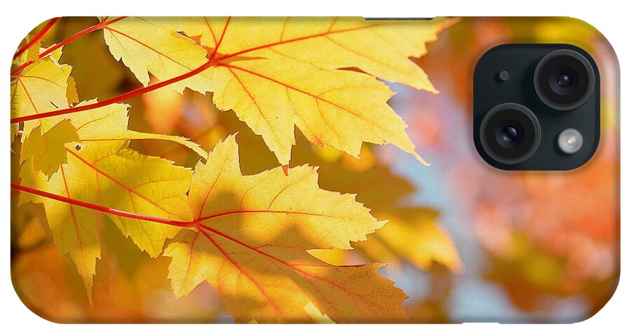 Maple Leaves iPhone Case featuring the photograph Golden Highlights by Fraida Gutovich