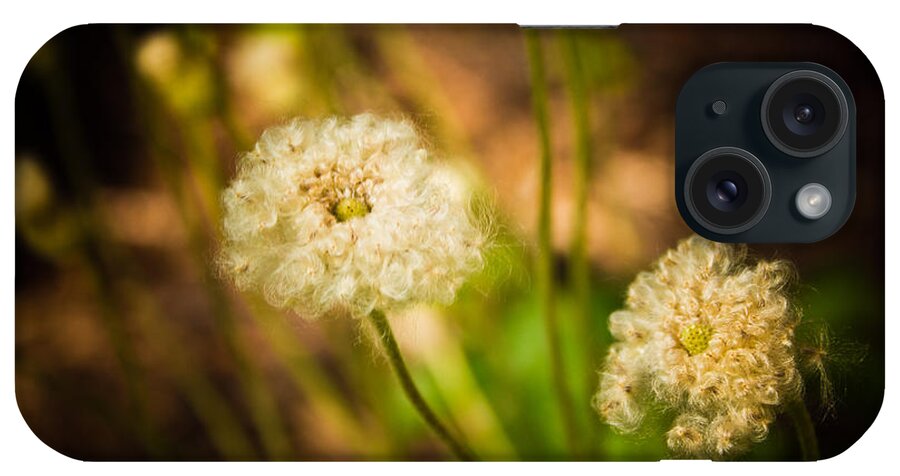 Flower Photo iPhone Case featuring the photograph Golden Hour by Sara Frank