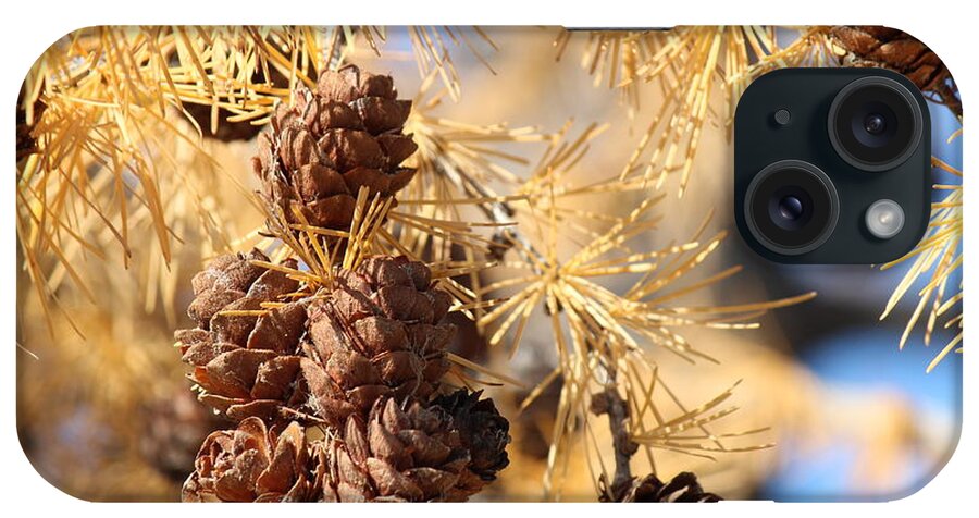 Larch iPhone Case featuring the photograph Golden Needles by Ann E Robson
