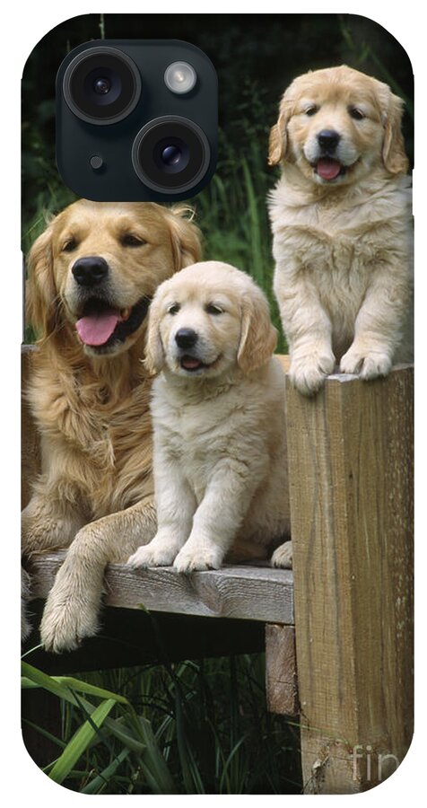 Golden Retriever iPhone Case featuring the photograph Golden Retriever Dog With Puppies by John Daniels