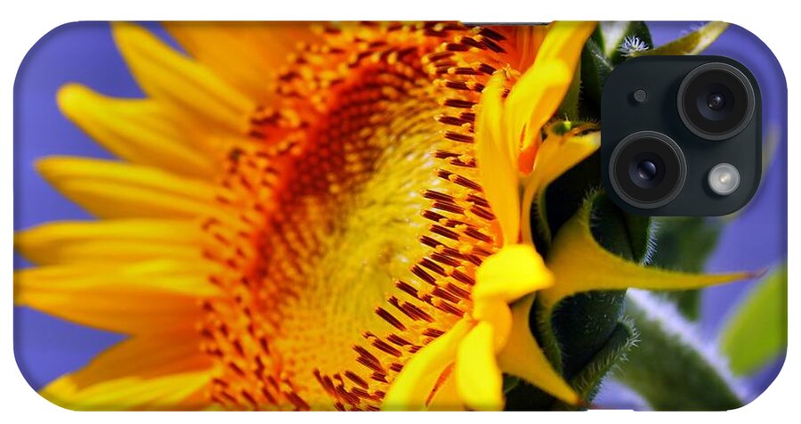 Sunflower iPhone Case featuring the photograph Golden Sunflower by Judy Palkimas