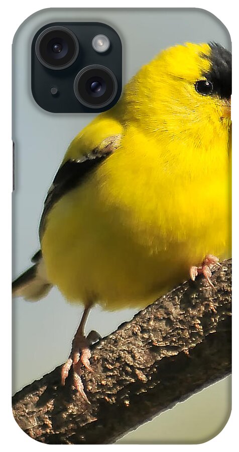 Goldfinch iPhone Case featuring the photograph Goldfinch 306 by Gene Tatroe