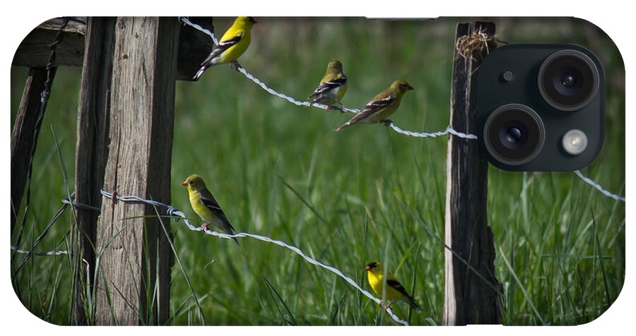 Goldfinch iPhone Case featuring the photograph Goldfinch Gathering by Douglas Stucky