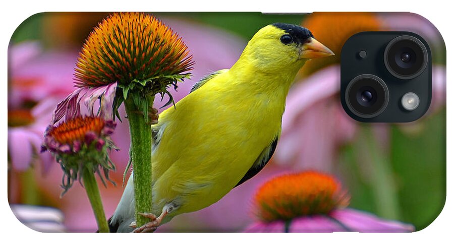 Bird iPhone Case featuring the photograph Goldfinch on a Coneflower by Rodney Campbell